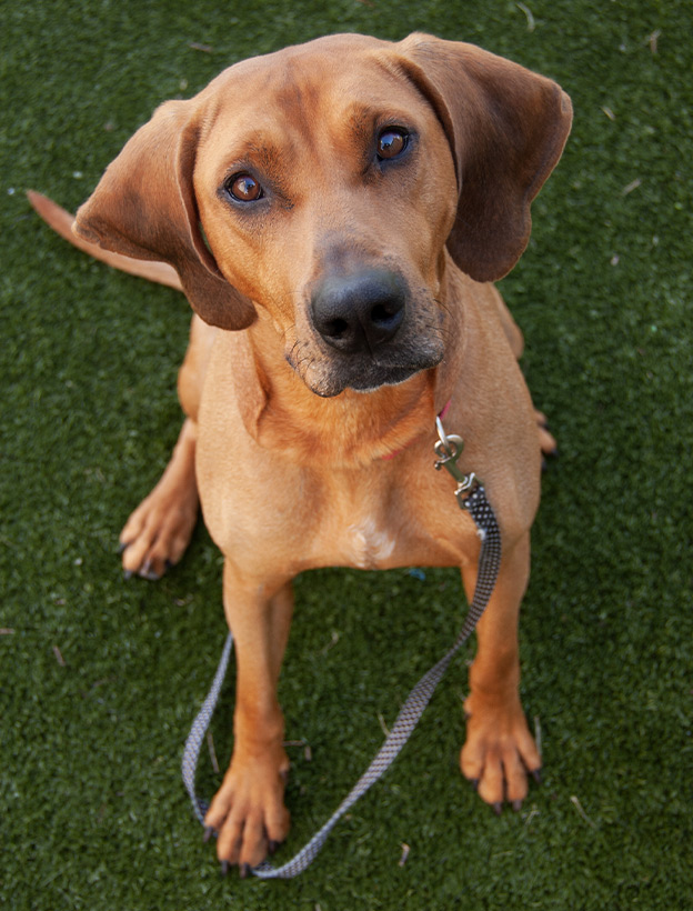 redbone coonhound at lighthouse animal shelter
