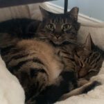 cheryl-the-feral