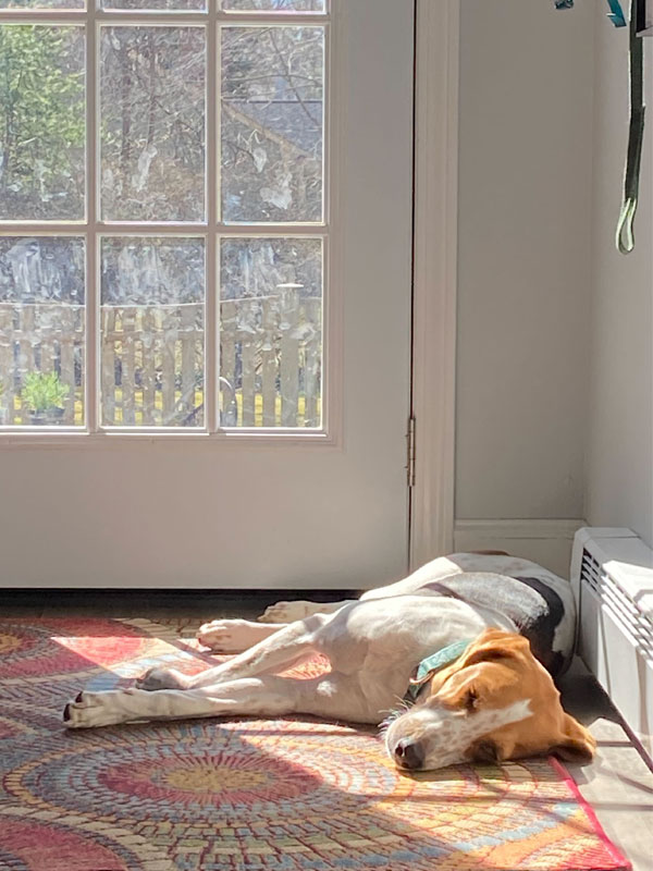 foster dog sunbathing