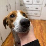 Ladybird-hand