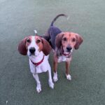 Oakley-Tanner