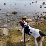 Trudy-walk