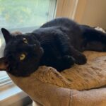 Linden (2)